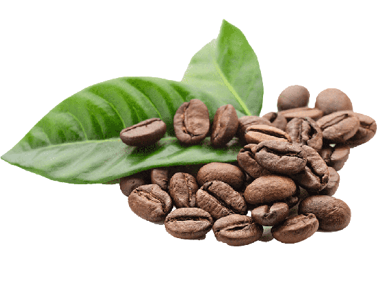 gambar daun kopi